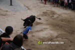 toros miseric?rdia 2023 Domingo