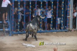toros miseric?rdia 2023 Domingo