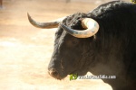 Un Monteviejo, el millor espantat de la Miseric?rdia