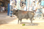 Borriana celebra una altra vesprada de bous