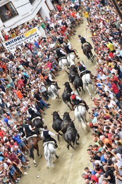 Èxit de públic en la cinquena Entrada de Bous i Cavalls de Sogorb