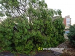 La tempesta deixa quantiosos danys per tot el terme municipal de Burriana