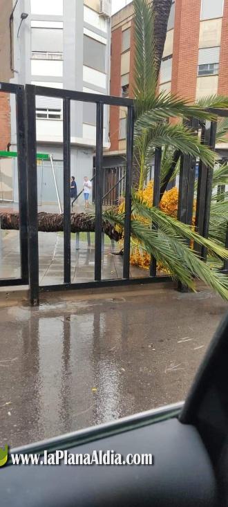 Se salva de miracle despr?s de caure-li un pi mentre circulava per una rotonda a Nules