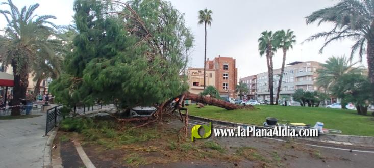 Se salva de miracle despr?s de caure-li un pi mentre circulava per una rotonda a Nules
