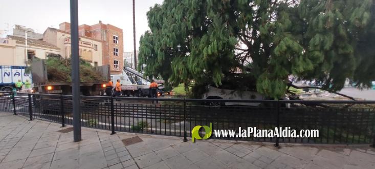 Se salva de miracle despr?s de caure-li un pi mentre circulava per una rotonda a Nules