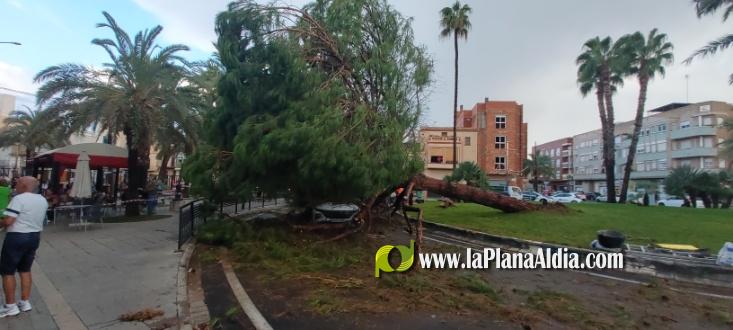 Se salva de miracle despr?s de caure-li un pi mentre circulava per una rotonda a Nules