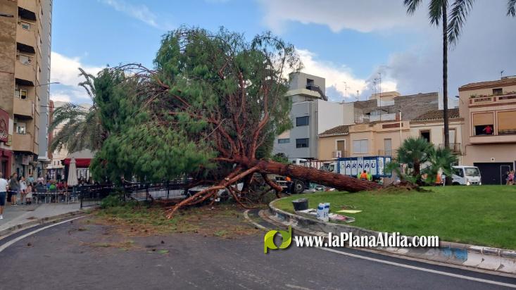 Se salva de miracle despr?s de caure-li un pi mentre circulava per una rotonda a Nules