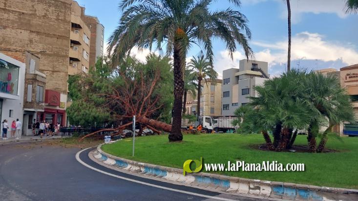 Se salva de miracle despr?s de caure-li un pi mentre circulava per una rotonda a Nules