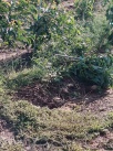 Tormenta causa prdidas en campos de caquis y daos en cultivos y infraestructuras agrarias en la Comunidad Valenciana