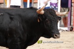 La Vilavella tanca Festa La Vila amb les darreres exhibicions taurines