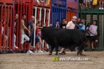 La Vilavella tanca Festa La Vila amb les darreres exhibicions taurines