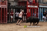La Vilavella tanca Festa La Vila amb les darreres exhibicions taurines