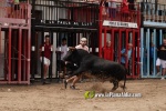 La Vilavella tanca Festa La Vila amb les darreres exhibicions taurines