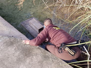 Capturado un segundo visón americano en el Paisaje Protegido de la Desembocadura del río Millars
