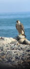 El Servicio de Guardera Rural localiza un halcn peregrino nrdico en la desembocadura del ro Mijares