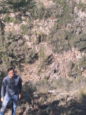 Repoblació després de l'incendi de Bejís