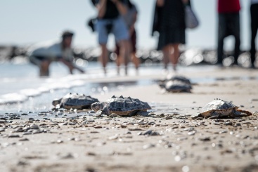 Fotografia /Galeria/2024/10/234867_149608/2_M1.jpg