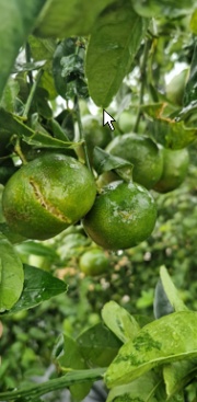 La DANA causa daños importantes en la agricultura de la Ribera Alta y Utiel-Requena