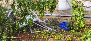LA UNIÓ sol·licita ajut de 5.000 euros per a agricultors professionals afectats per la DANA