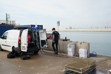 PortCastelló apuesta por la regeneración marina con la instalación de seis estructuras para renaturalizar el área portuaria