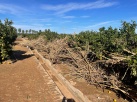 Agricultors de Castell afectats per la DANA no reben ajudes