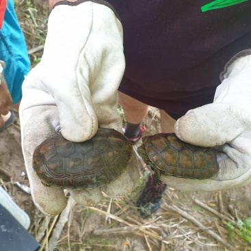 51 tortugues autctones censades al riu Canyoles segons el Projecte Emys