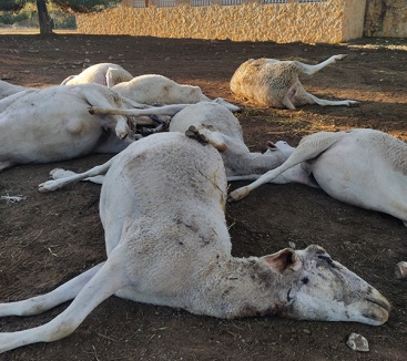 L'Associaci Valenciana d'Agricultors denuncia la matana d'ovelles per llops o gossos assilvestrats