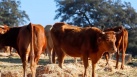 Ramaders de bov de la Comunitat Valenciana reclamen ajut econmic per malaltia en els seus animals