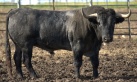 Una corrida cinquea y entipada de Victorino abre la Feria de la Magdalena de Castelln