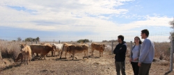 L'Ajuntament de Torreblanca recupera la ramaderia extensiva al Prat desprs de dues dcades d'aband