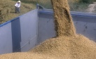 AVA-ASAJA evita que la UE tumbe la clusula automtica del arroz en plena ola de importaciones asiticas