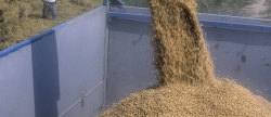AVA-ASAJA evita que la UE tumbe la clusula automtica del arroz en plena ola de importaciones asiticas