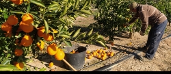 la-asociacion-valenciana-de-agricultores-pide-investigar-la-brusca-caida-de-precios-de-citricos