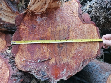 Fotografia /Galeria/2024/4/225723_142975/3_M1.jpg