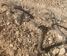 AVA-ASAJA demana ajudes urgents als viticultors per danys causats per les gelades a Utiel-Requena
