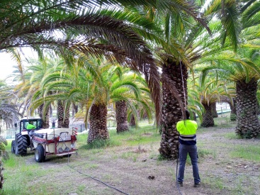 Segorbe blinda las palmeras de La Esperanza ante el picudo rojo