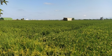 AVA-ASAJA denuncia la denegación de un herbicida en España autorizado en Italia y Portugal