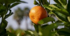 El problema de la 'pinyol' a les clementines preocupa el sector citrcola