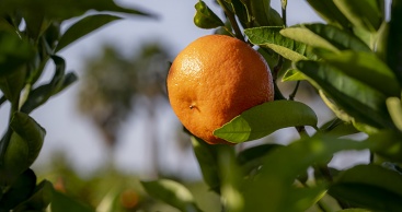 El problema de la 'pinyolà' a les clementines preocupa el sector citrícola