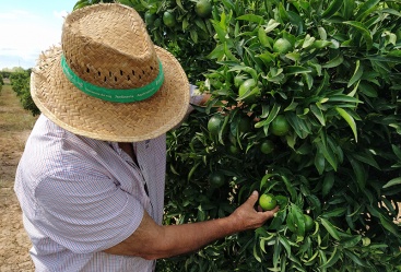 AVA-ASAJA exige reducir burocracia para pequeños agricultores y acabar con competencia desleal