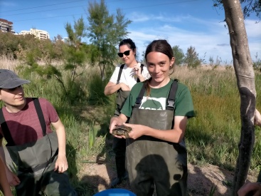 Localitzen dos tortugues d'aigua ibèriques en la Marjal de Rafalell i Vistabella