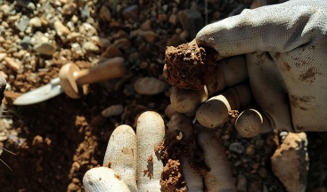 Plaga de escarabajo daña más del 80% de las trufas valencianas