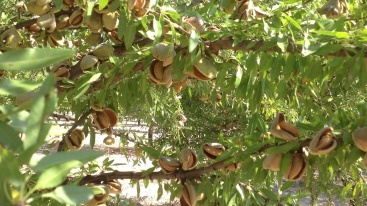 Preocupación por la bajada en cosecha de almendra en la Comunitat Valenciana