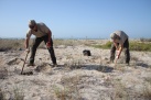 Plantats 400 exemplars de barrilla a la Desembocadura del riu Millars