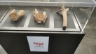 La peca del mes, un projecte expositiu al Museu de la Valltorta