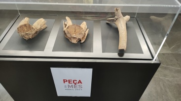 La peca del mes, un projecte expositiu al Museu de la Valltorta