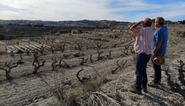 AVA-ASAJA exige ayudas para paliar los efectos devastadores de la sequía en la agricultura valenciana
