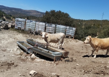 Urge ayuda para detener el sacrificio de vacas por la sequa en Els Ports