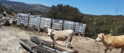 Urge ayuda para detener el sacrificio de vacas por la sequa en Els Ports