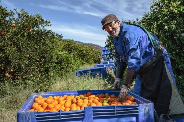 Preocupación por el envejecimiento de los agricultores en la Comunitat Valenciana